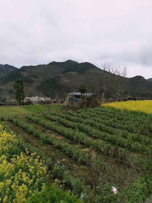 灵地镇最新天气预报