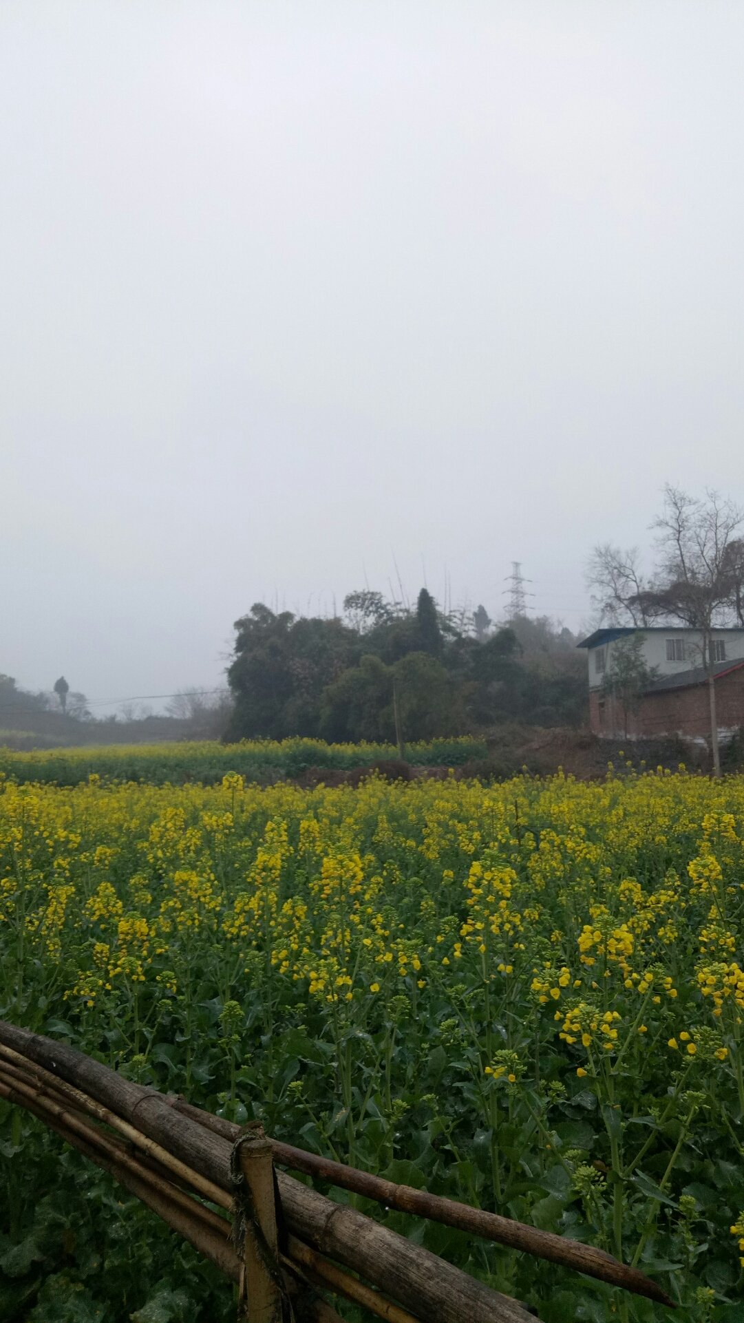 陵江村最新天气预报