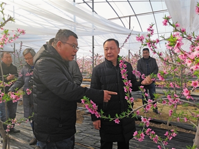 果树示范场最新项目，引领农业创新，塑造绿色未来